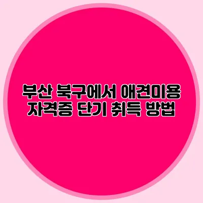 부산 북구에서 애견미용 자격증 단기 취득 방법